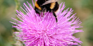 A bumble bee on top of a pink flower.
