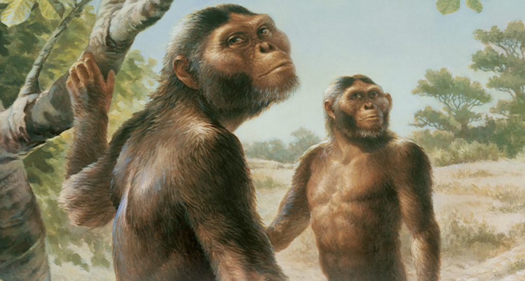 An artist's rendering of Lucy's species (Australopithecus afarensis).