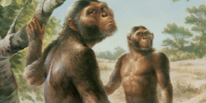 An artist's rendering of Lucy's species (Australopithecus afarensis).